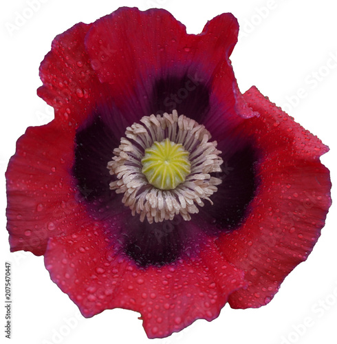 Purple and red poppy flower. Focus on the center of the flower head.