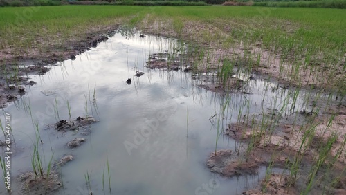 Canvas Print Early stage of rice cultivation