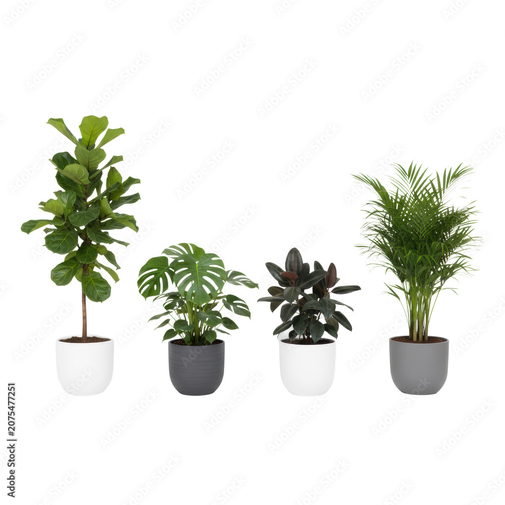 Fototapeta premium A linear row of four distinct, mature indoor potted plants: fiddle leaf fig, monstera, rubber plant, and lady palm in ceramic pots on a white background, modern natural elegance ambiance