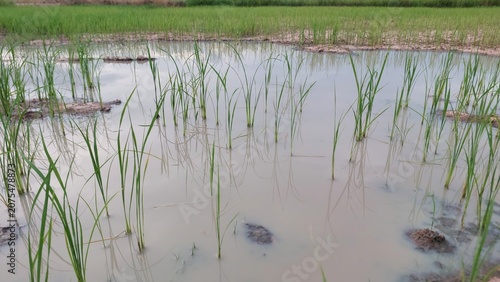 Fotografie Flooded rice paddy field with young green rice plants growing in the water