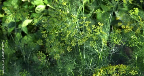 Fresh green dill plant growing in a summer garden