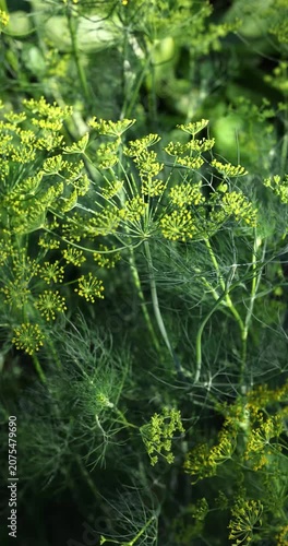 Green dill herb with yellow flowers swaying