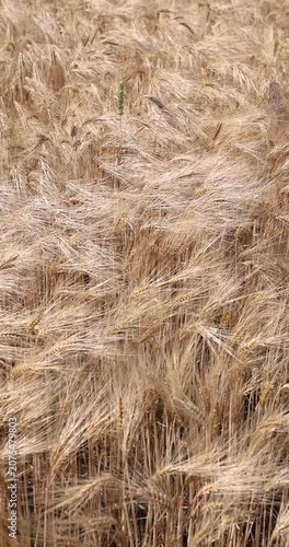 Golden wheat field swaying in the wind