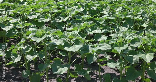 Young green sunflower plants swaying in wind