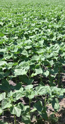 Young green sunflower plants growing in field