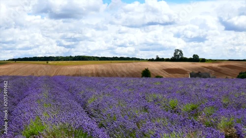 Lavender fiels Snowshill Cotswolds Gloucestershire England UK