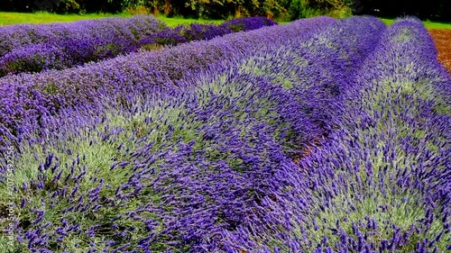 Lavender fiels Snowshill Cotswolds Gloucestershire England UK