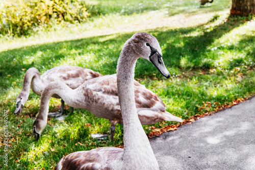 Fotografie Young mute swan cygnet portrait in natural park with green background and copy s