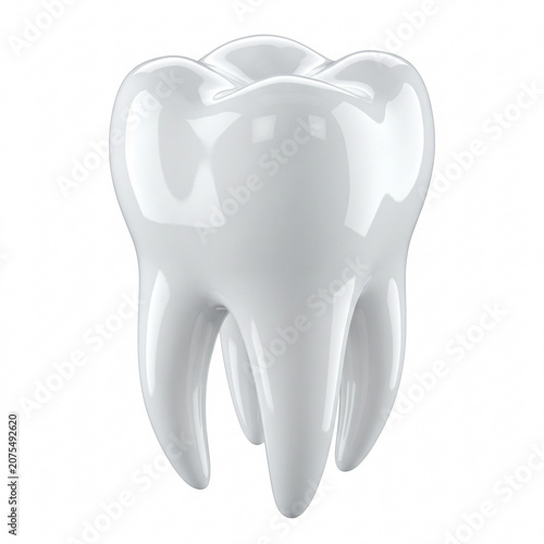 Healthy Human Tooth Anatomy