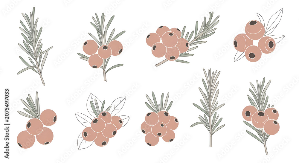 Fototapeta premium Hand Drawn Botanical Illustration Set with Autumn Berries and Sage Green Foliage for Organic Design