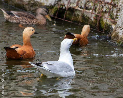 Foto White seagull and ruddy shelducks swimming in pond