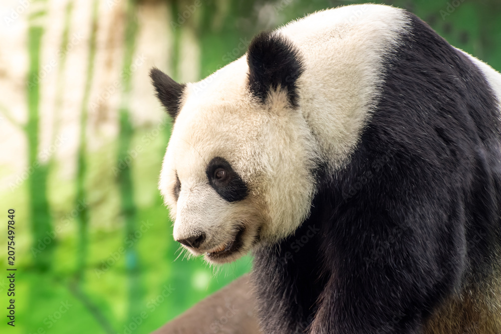 Obraz premium Giant panda portrait close up outdoors