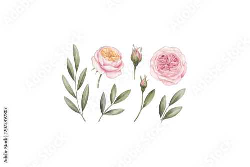 Pink Roses with Green Leaves Isolated on png Background