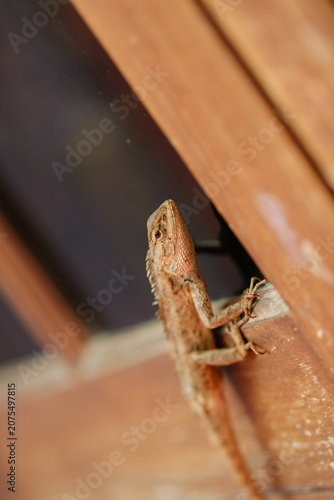 Close-up of a vibrant garden lizard resting on a sunny home window sill.Oriental garden lizard (Calotes versicolor)