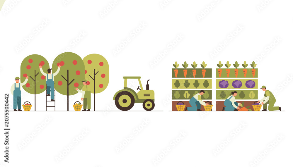 Naklejka premium Farmers working in an orchard harvesting apples and in a vegetable garden picking carrots and cabbage, supported by a green farm tractor.