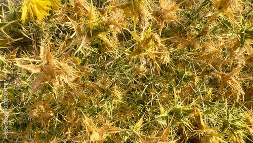 Close up of dry autumn leaves and grass in natural outdoor sunlight texture