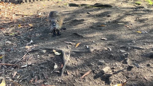 Nutria cautiously approaches, nutria raises its head and sniffs, long whiskers of the nutria, paw of a coypus, rodent curiously approaches a human, friendly Myocastor coypus, orange teeth