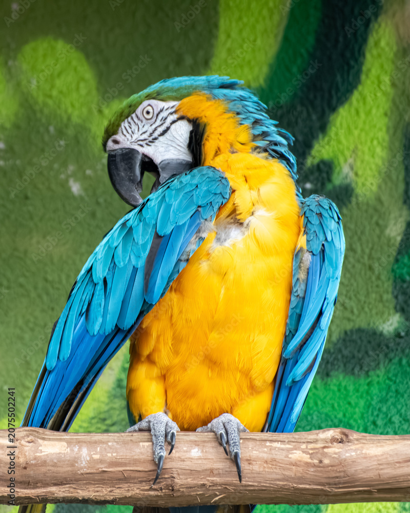 Fototapeta premium Blue and yellow macaw parrot sitting on perch