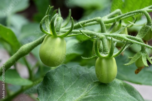 Canvas Print A close-up, macro shot of several unripe green tomatoes hanging from a vine on a tomato plant