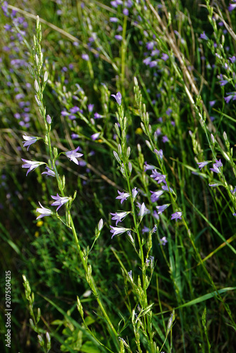  Rapunzel-Glockenblume; Campanula rapunculus; rampion bellflower; European bellflower