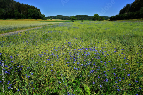Kornblumen-Feld auf der Schwäbischen Alb bei St. Johann; Baden Württemberg; Deutschland