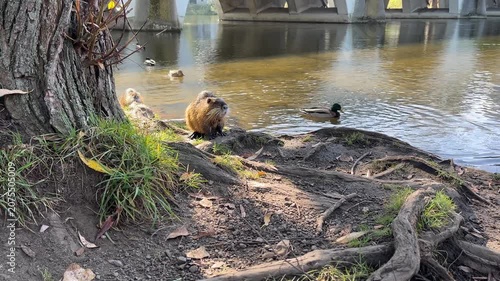 Nutria sit on the bank next to a river, mallards swim in the river, a nutria goes into the river, nutrias sit in the sun, shiny brown fur, long whiskers of the nutria, rodents, Myocastor coypus