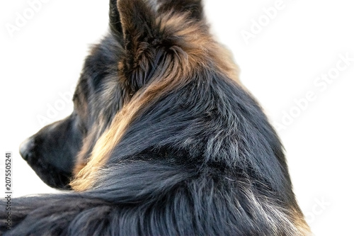 Long-haired German Shepherd Looking Back. Isolated
