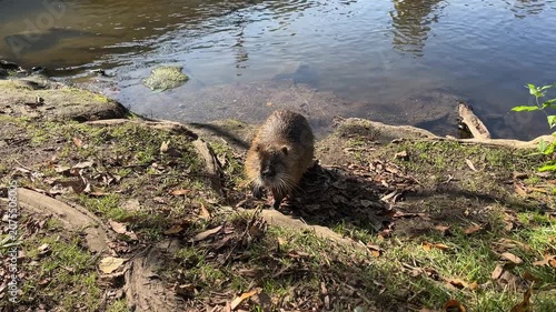 Nutria cautiously approaches and then retreats, nutria sniffs, orange teeth, rodent, long whiskers of the nutria, paw of a nutria, rodent curiously approaches a human, friendly Myocastor coypus