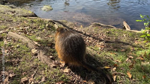 Nutria emerges from the water, Coypu approaches curiously from the river, long whiskers, long fur, paws of the nutria, curious rodent, trusting rodent on the riverbank, brown fur, Myocastor coypus