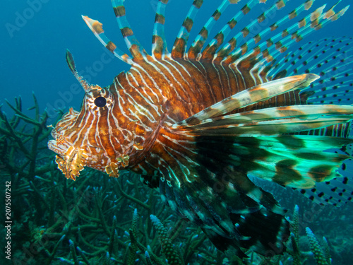 Close-up underwater photograph of a common lionfish (Pterois volitans) displaying its venomous fin rays while swimming above a coral reef in tropical Indo-Pacific waters