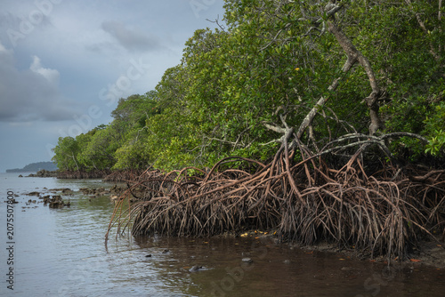 Coastal mangrove forest with dense aerial root system exposed during low tide along a tropical shoreline beneath dramatic clouds.
