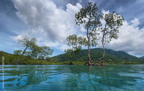 Water-level view of mangrove trees rooted in shallow tropical coastal waters with lush rainforest and dramatic cloud formations in the background.