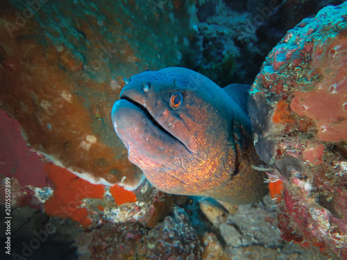 Portrait of a The yellow-edged moray (Gymnothorax flavimarginatus) emerging from a rocky coral reef crevice on a tropical reef.