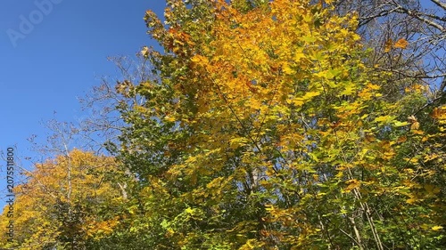 Colorful trees in October, leaves turning yellow, yellow leaves on the trees against a blue sky, golden October, orange-yellow leaves on the trees, autumn trees, colorful foliage