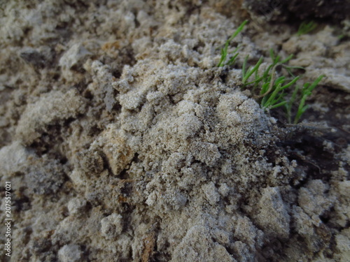 Close-up texture of sandy soil with small green grass sprouts. Natural background for environmental conservation concepts, gardening projects, agriculture and commercial design.