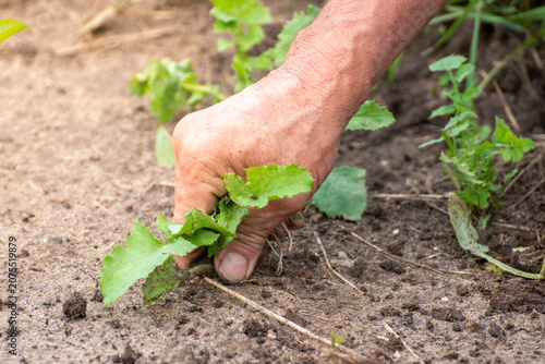 Senior gardener hands clearing weeds from vegetable garden bed