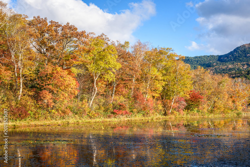 Colourful trees at the peak of autumn colours on the shore of a mountain lake in the Japanese Alps on a sunny day. Reflection in water.