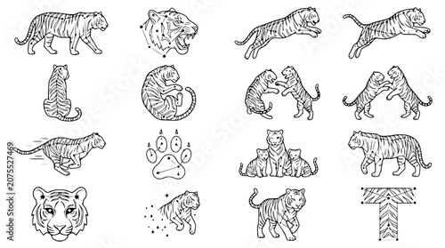 Photography Tiger illustration set: Various poses and elements of wild cats