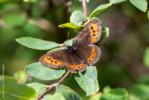 An Erebia neriene butterfly sits on green grass.