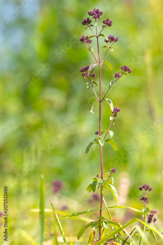 In the wild in the summer flowering oregano (Origanum vulgare). Close up