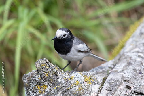 White Wagtail sits on a log among the grass near water