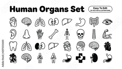 Human organs set easy to edit  vector illustrations of body parts  anatomy icons