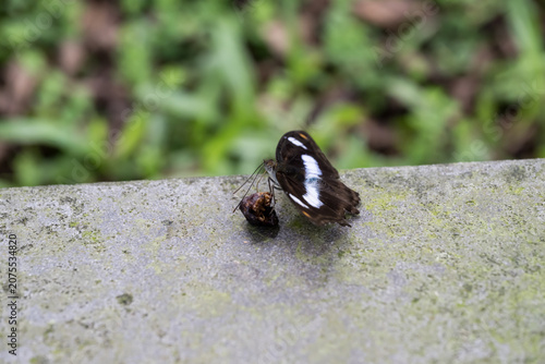 A orange staff sergeant (Athyma cama) butterfly.