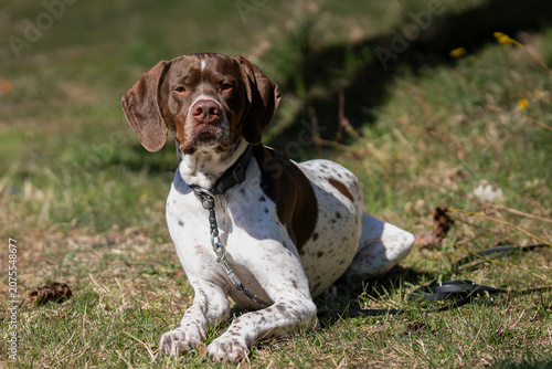 With calm eyes and unwavering focus, a Braque Français patiently waits between adventures. Brown and white Braque Français (French Pointing Dog) resting on a grassy meadow. 
