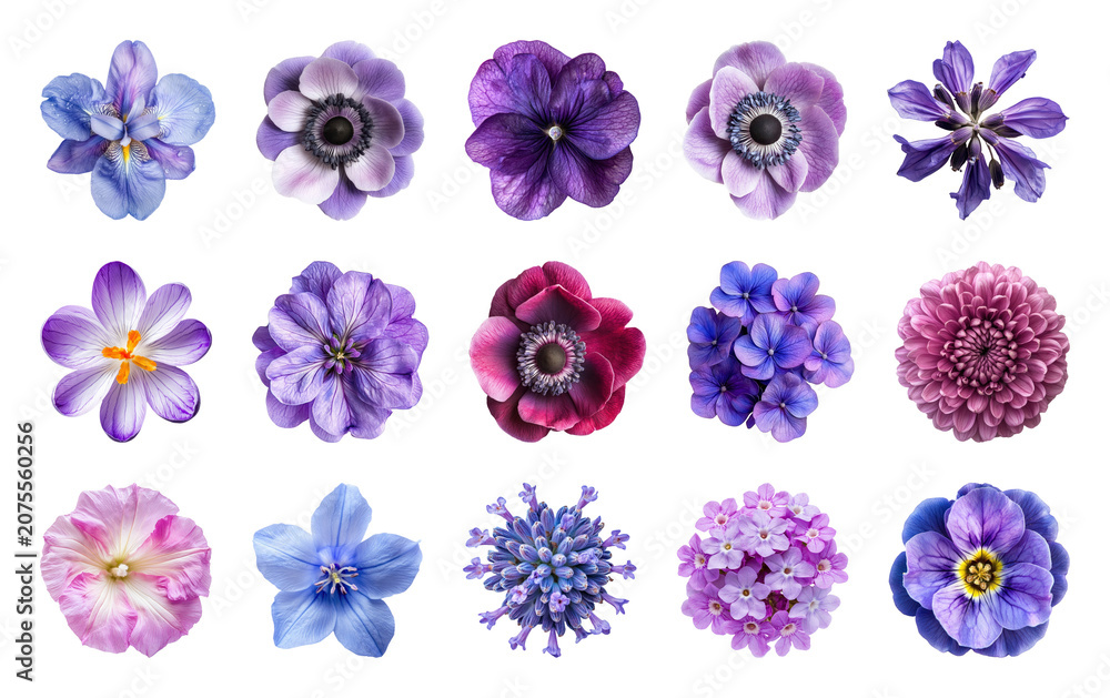 Fototapeta premium PNG Vibrant purple floral collection, transparent background