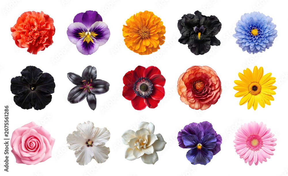 Fototapeta premium PNG Vibrant assorted colorful flower collection on transparent background