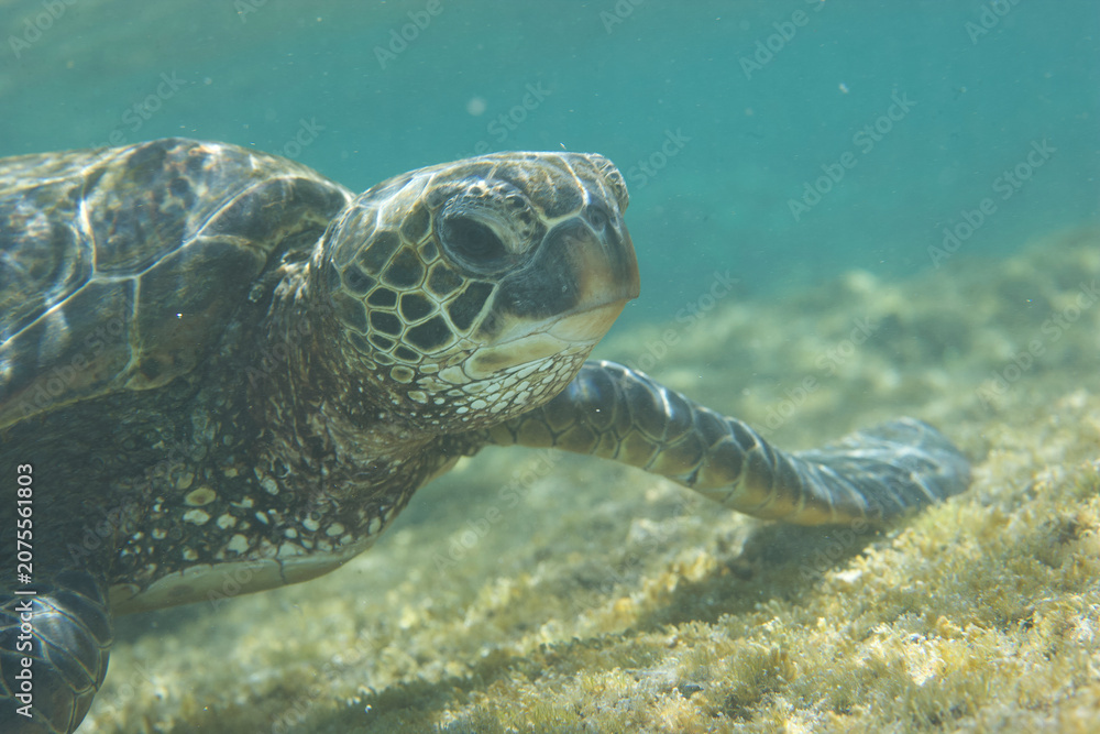 Obraz premium Green sea turtle along a reef off the coast of Hawaii