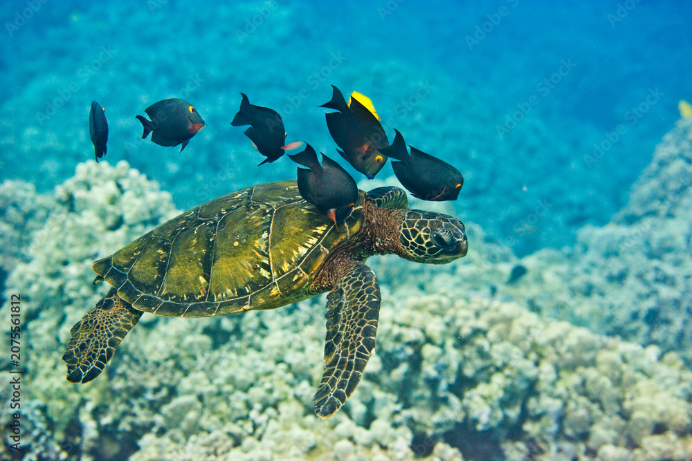 Fototapeta premium Green Sea Turtle being cleaned by fish near the coast of Hawaii