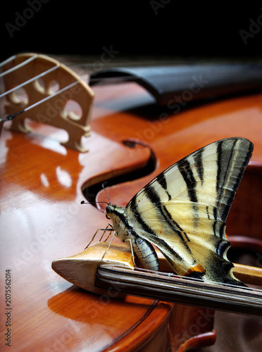 Musical concept. violin and butterfly. butterfly on the bow.