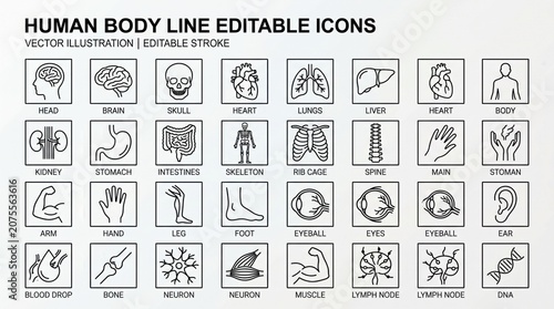 Human Body Line Editable Icons on White Background